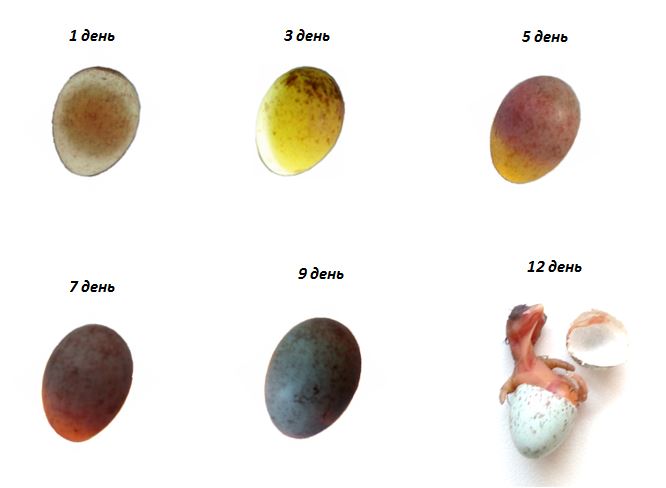Як визначити наявність зародка в яйці